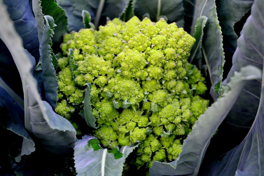 Ett overkligt grönt blomkålslikt huvud med spetsiga små knoppar. Cabbage varieties, lovely green with pointy little buds.