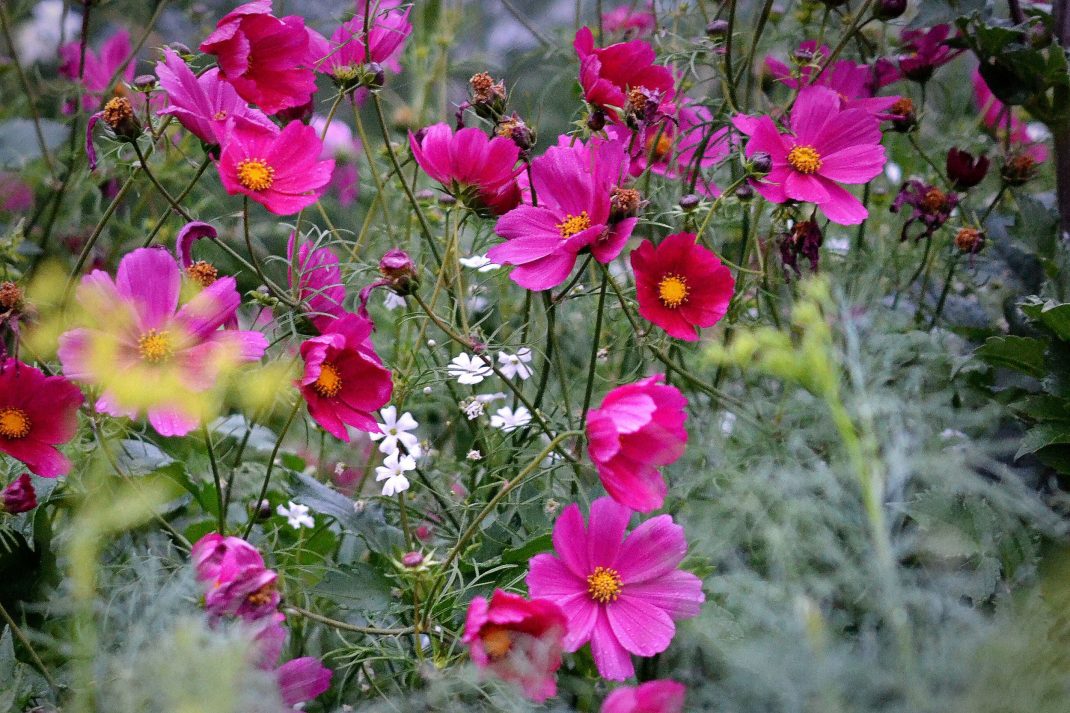 Mängder av rosenskära blommar i rosa en disig dag. Sowing flowers, beautiful pink garden cosmos. 