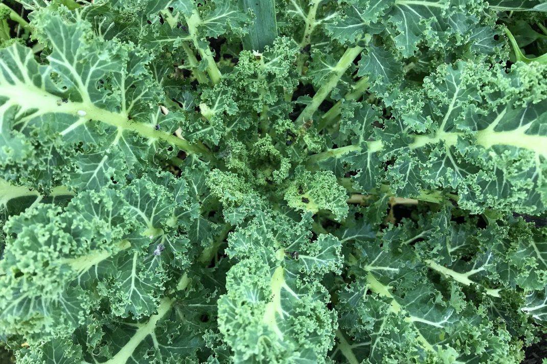 Närbild på grönkål. Get a polytunnel, close-up of kale. 
