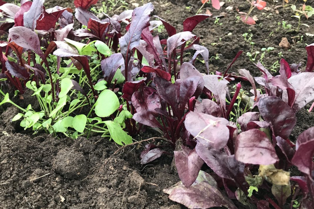 Illröda blad mot mörk jord. Get a polytunnel, red leaves and black soil.
