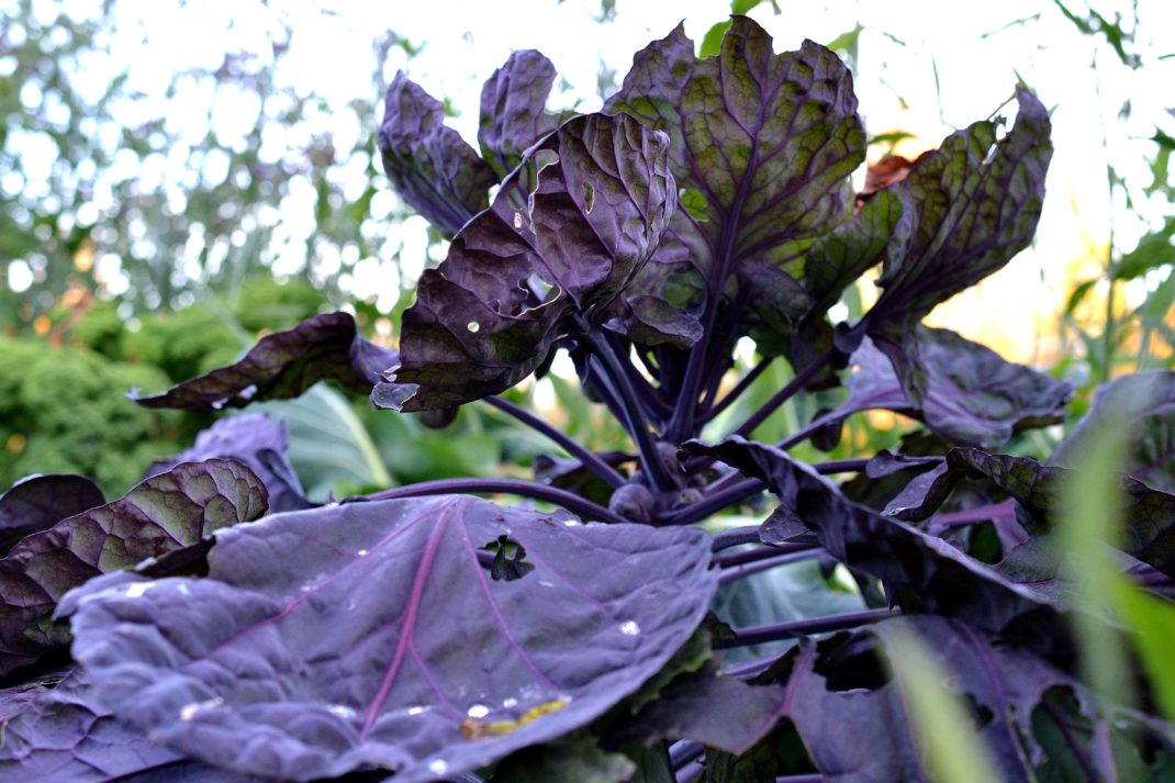 En vacker rödlila planta i motljus.