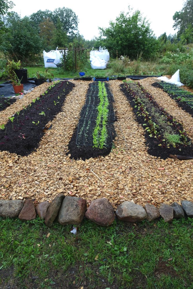 En liten köksträdgård med flis i gångarna och bäddar i raka led. Edge your beds, paths covered with wood chips.