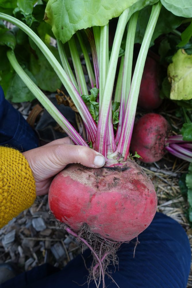 En hand håller en enorm polkabeta med blast. Winter-sowing beets, a hand holding a beet with beet greens. 