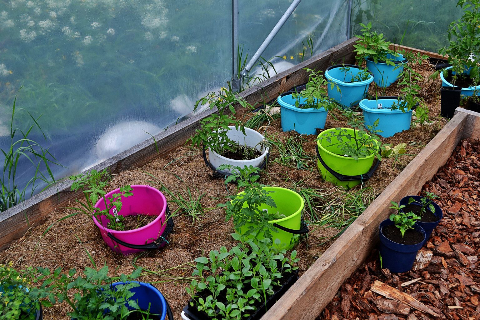 How to get rid of couch grass in your garden – Sara's Kitchen Garden