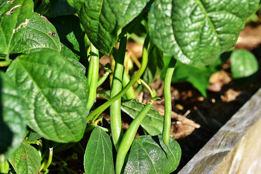 String beans on the plant.