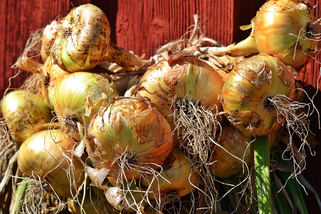 Harvest onion: onions drying on a wall.