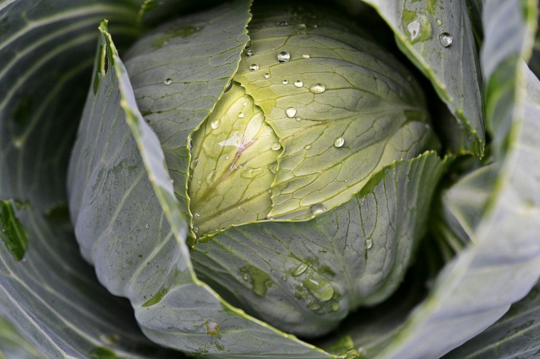 Ett vackert vitkålshuvud med vattendroppar på. Cabbage varieties, a beautiful white cabbage head.