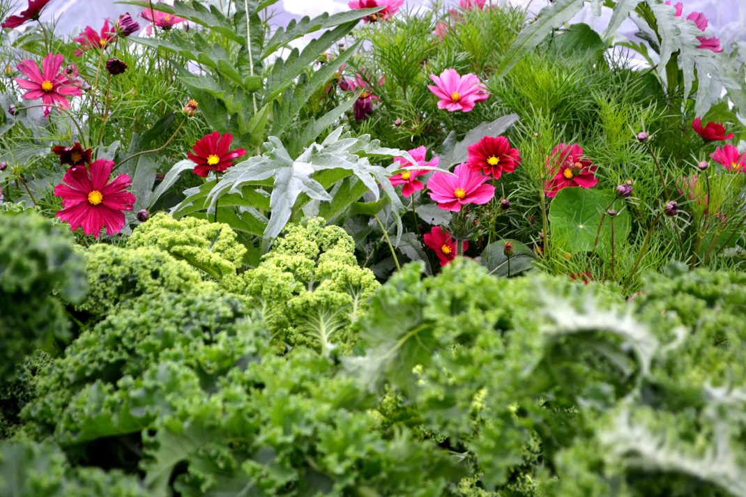 Growing annual flowers from seed Sara�s Kitchen Garden