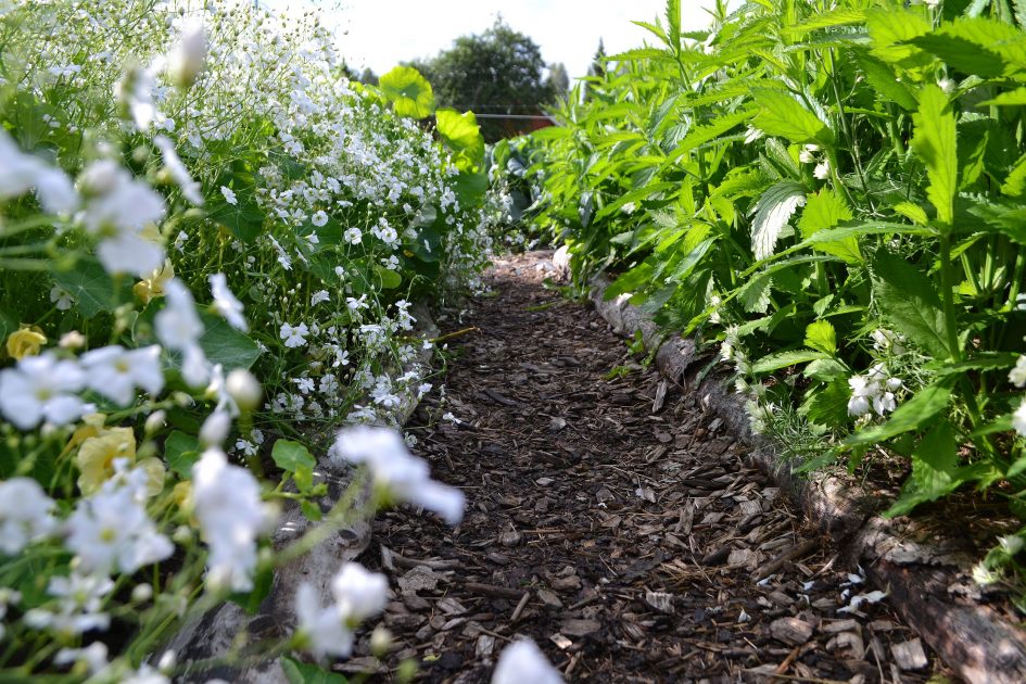 Growing Annual Flowers From Seed Sara s Kitchen Garden