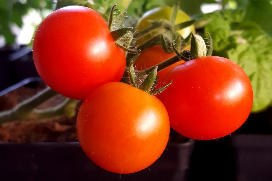 Solmogna små tomater på en planta. Ripe early tomatoes on a plant.