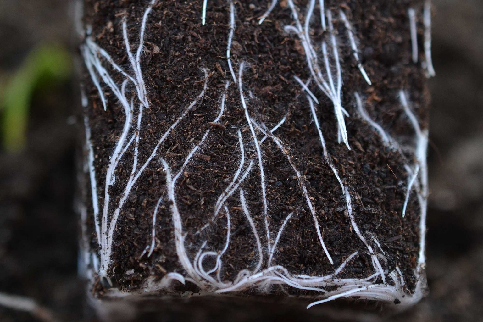 How to get healthy roots Sara's Kitchen Garden