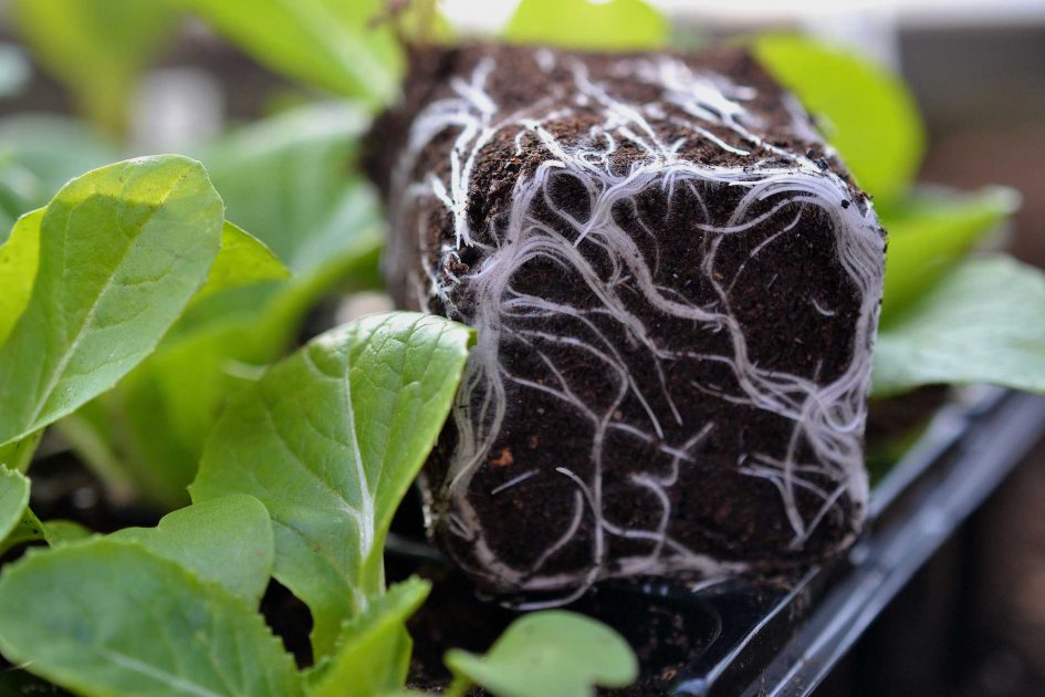 How to get healthy roots Sara's Kitchen Garden