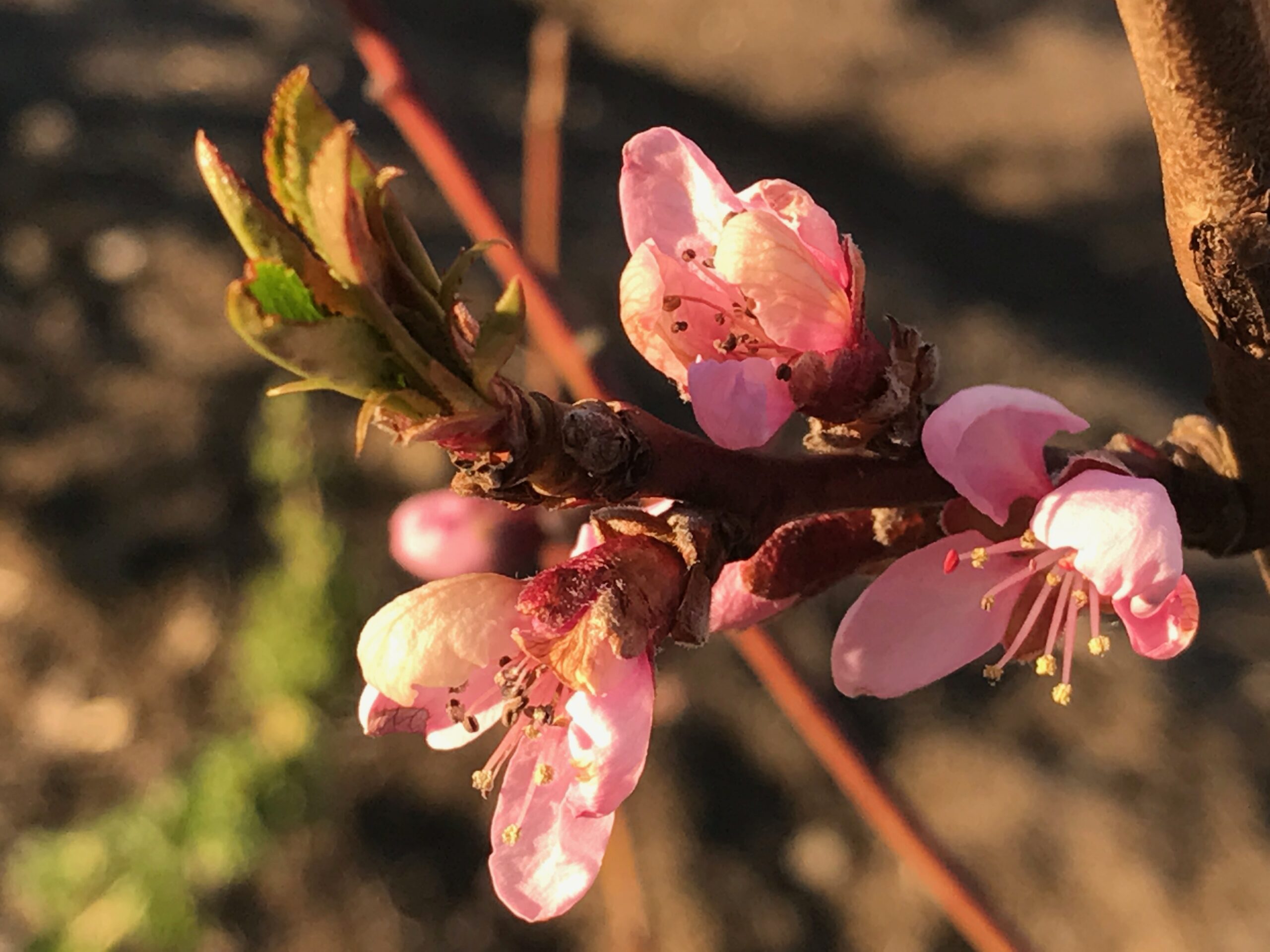 My lovely flowering peach tree – Sara's Kitchen Garden