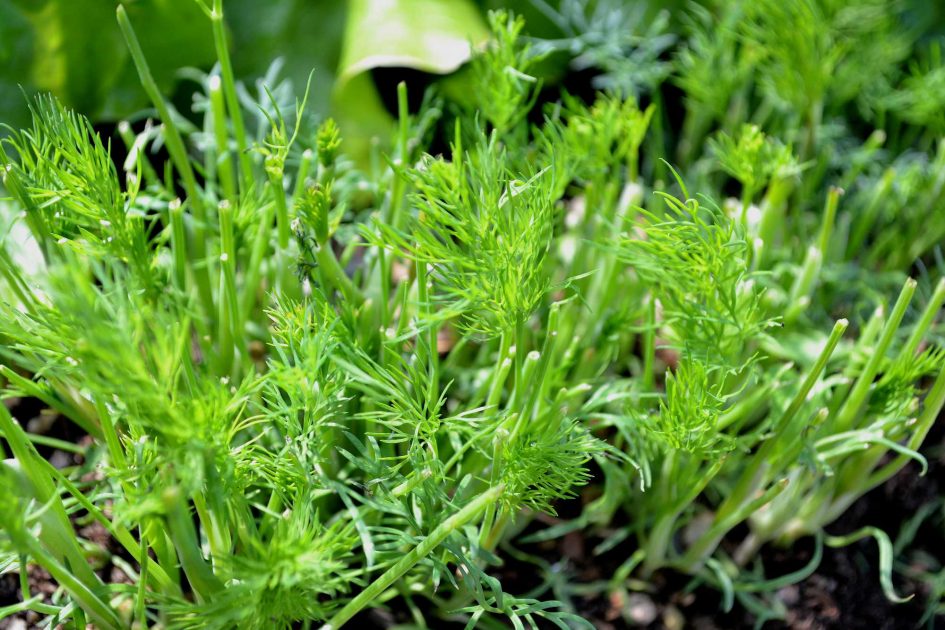 Growing and harvesting dill Sara's Kitchen Garden