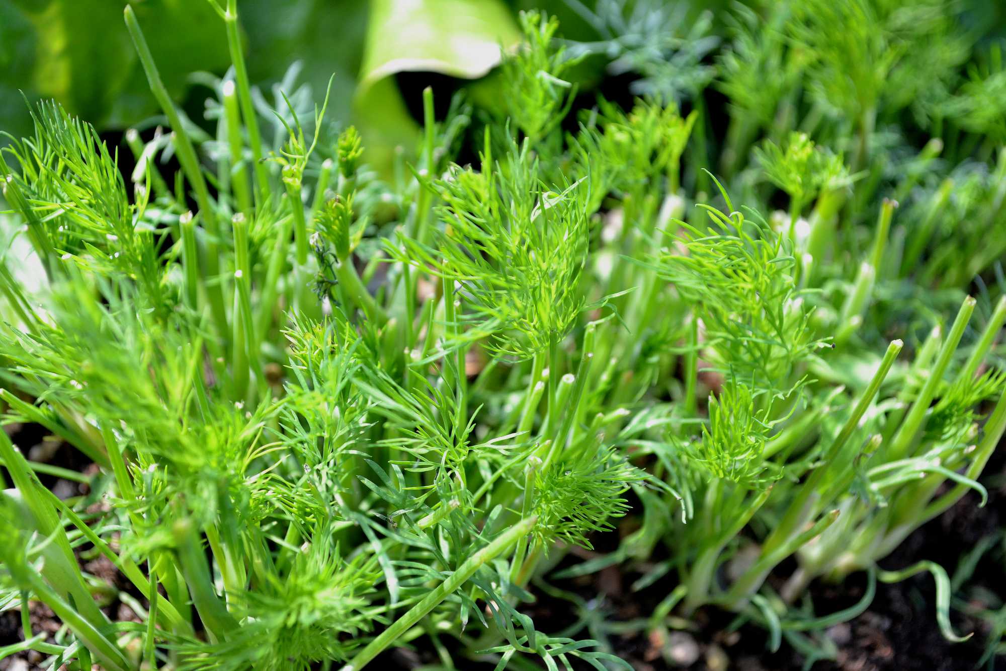 Growing and harvesting dill Sara's Kitchen Garden