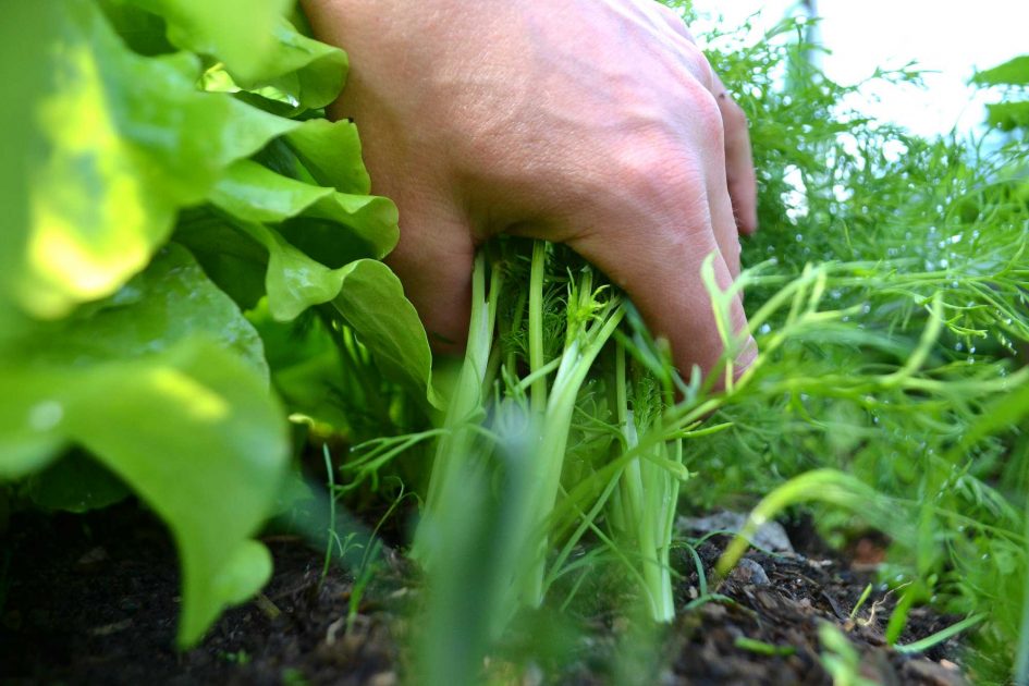 Growing and harvesting dill Sara's Kitchen Garden