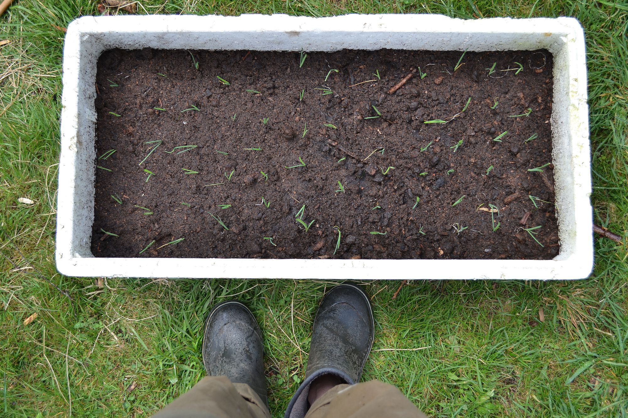 How To Grow Leek In A Foam Box Sara S Kitchen Garden How To Grow Leek In A Foam Box Sara S