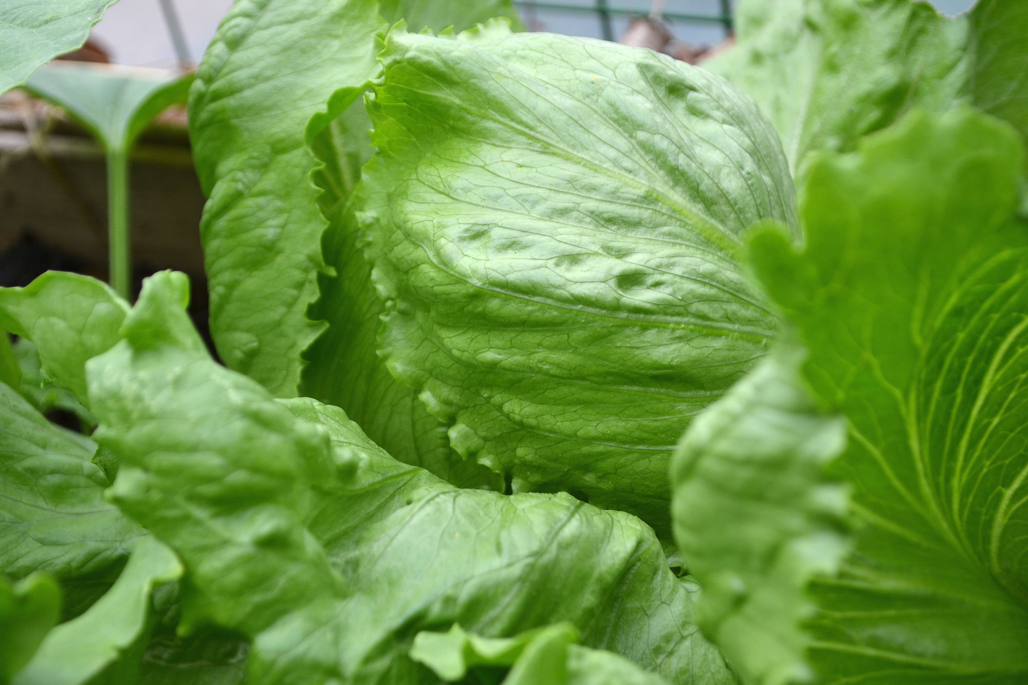 Guide Iceberg lettuce from sowing to harvest Sara's Kitchen Garden