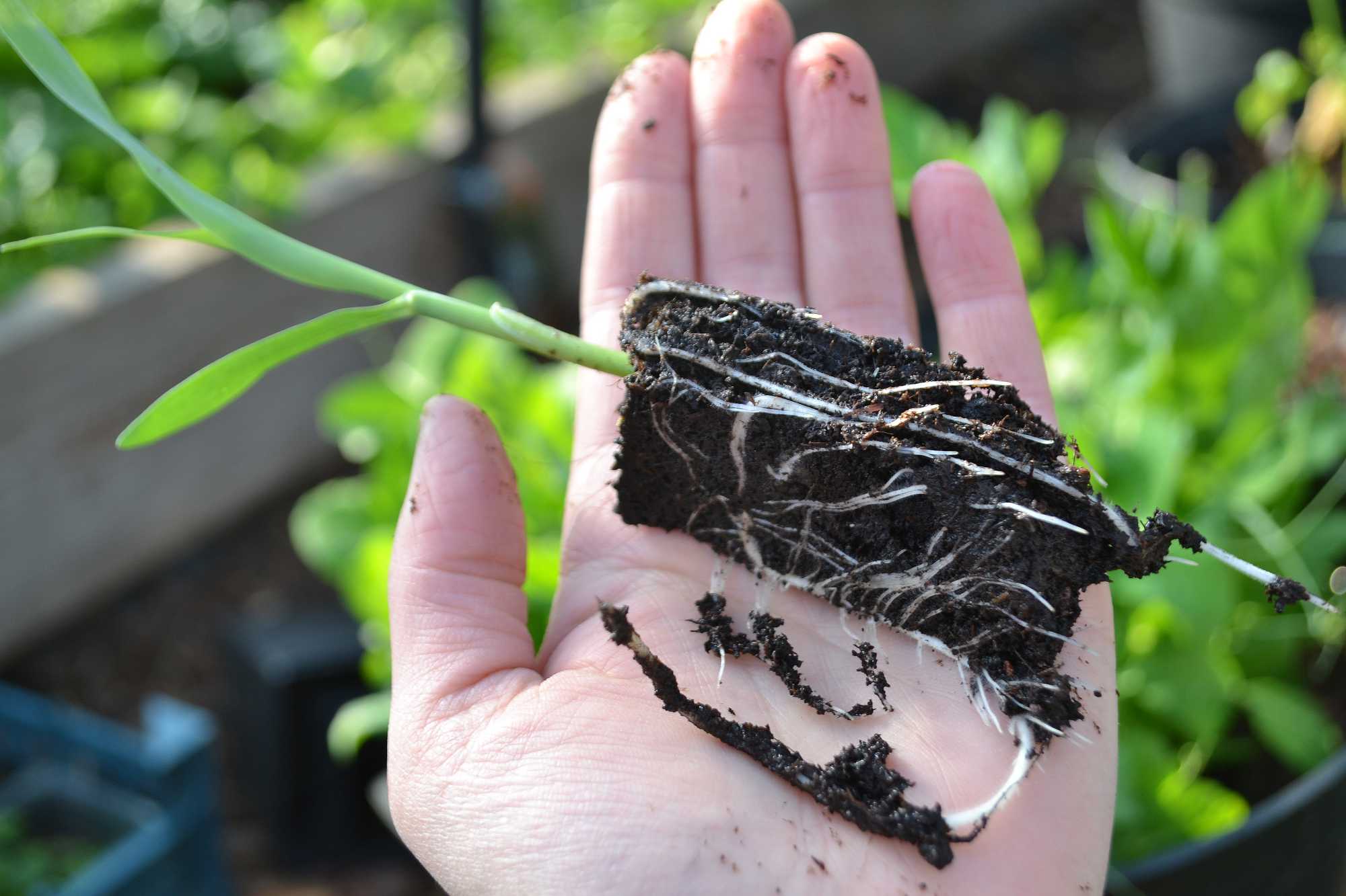 How to: Planting corn outside – Sara's Kitchen Garden