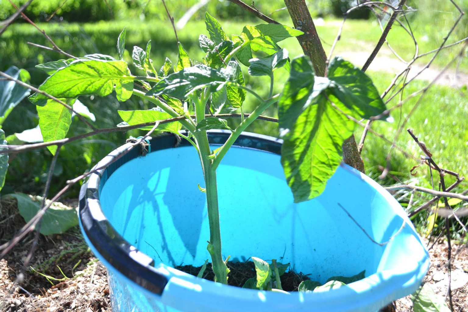 Cutting, pinching off and pruning tomato plants Sara�s