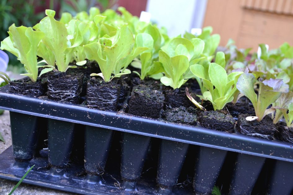 Planting in a plug tray Sara's Kitchen Garden
