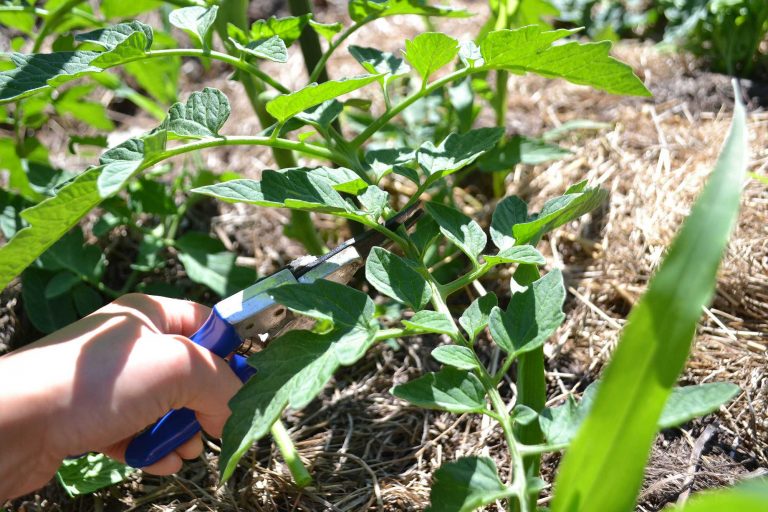 Cutting, pinching off and pruning tomato plants Sara�s
