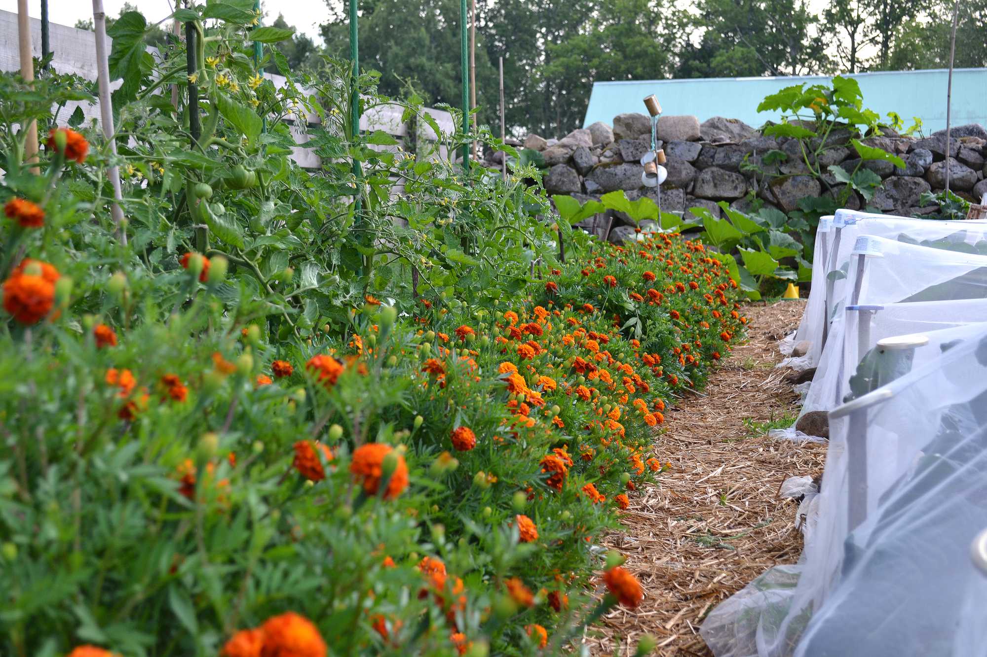 How to grow tomatoes outdoors Sara's Kitchen Garden