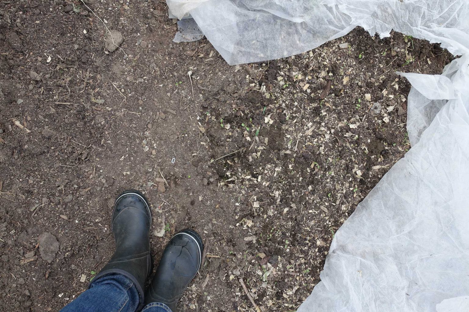 Tips for growing vegetables in dry soil Sara's Kitchen Garden