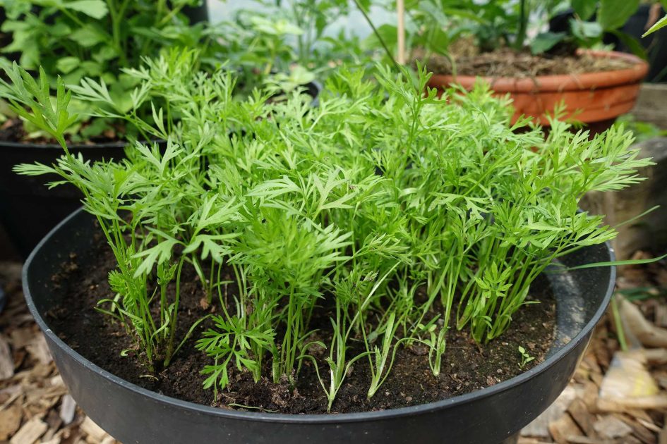 How to grow carrots in pots Sara's Kitchen Garden