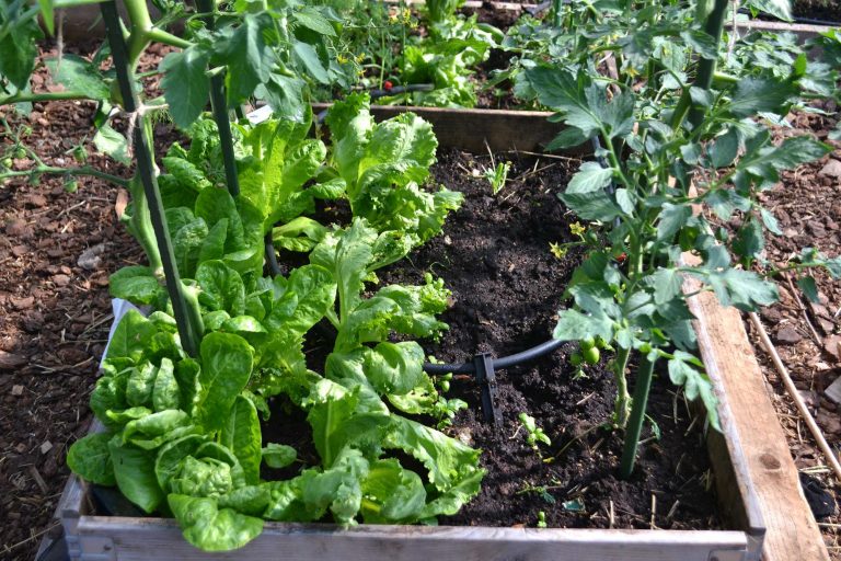 Companion planting tomatoes and lettuce Sara Bäckmo