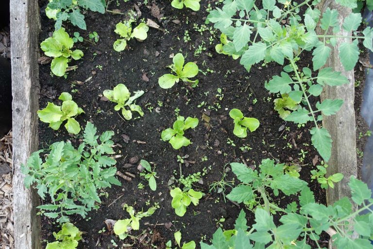 Companion planting tomatoes and lettuce Sara Bäckmo