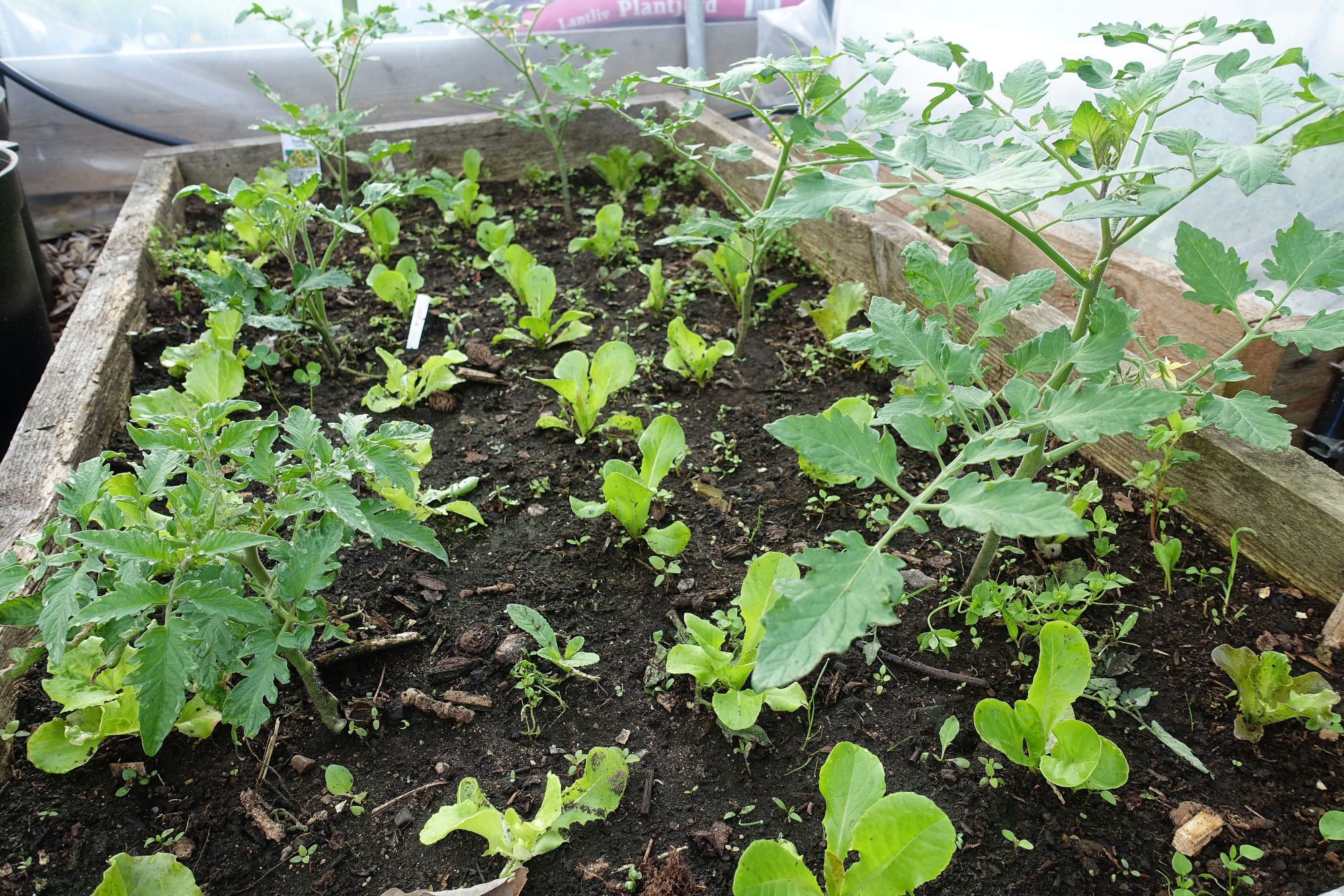 Image of Lettuce and tomatoes companion planting