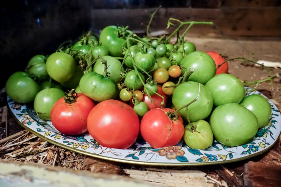will tomatoes ripen under kitchen light