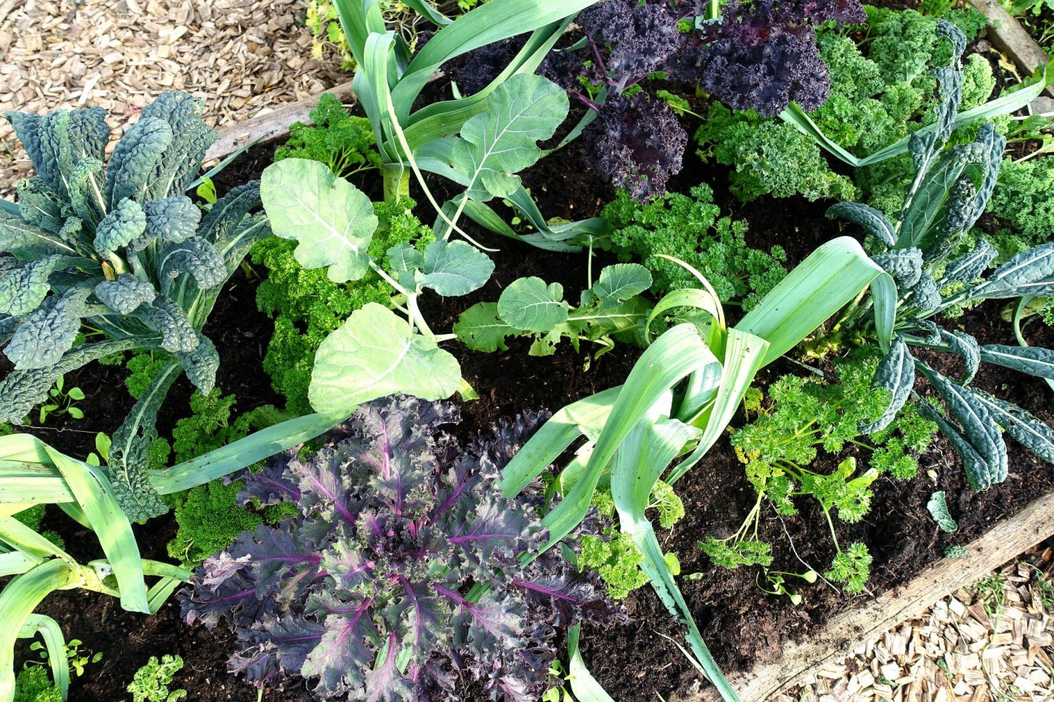My Favorite Cold-Hardy Vegetables - Sara's Kitchen Garden