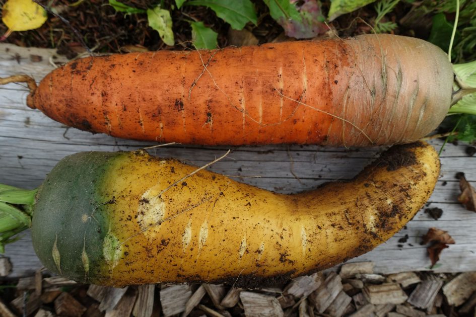 Fertilizing carrots with bokashi compost Sara's Kitchen Garden
