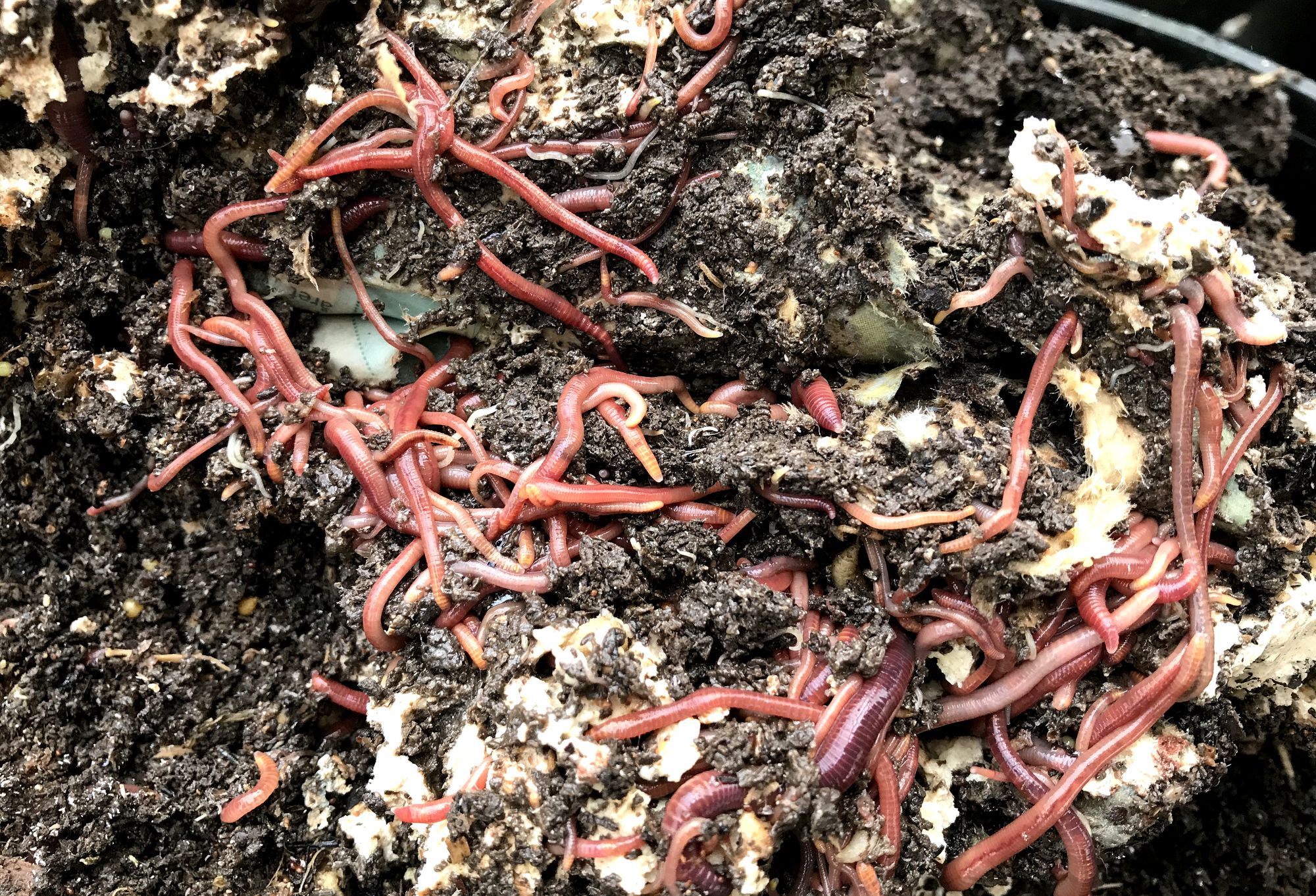 Earthworms are a gardener's best friend – Sara's Kitchen Garden
