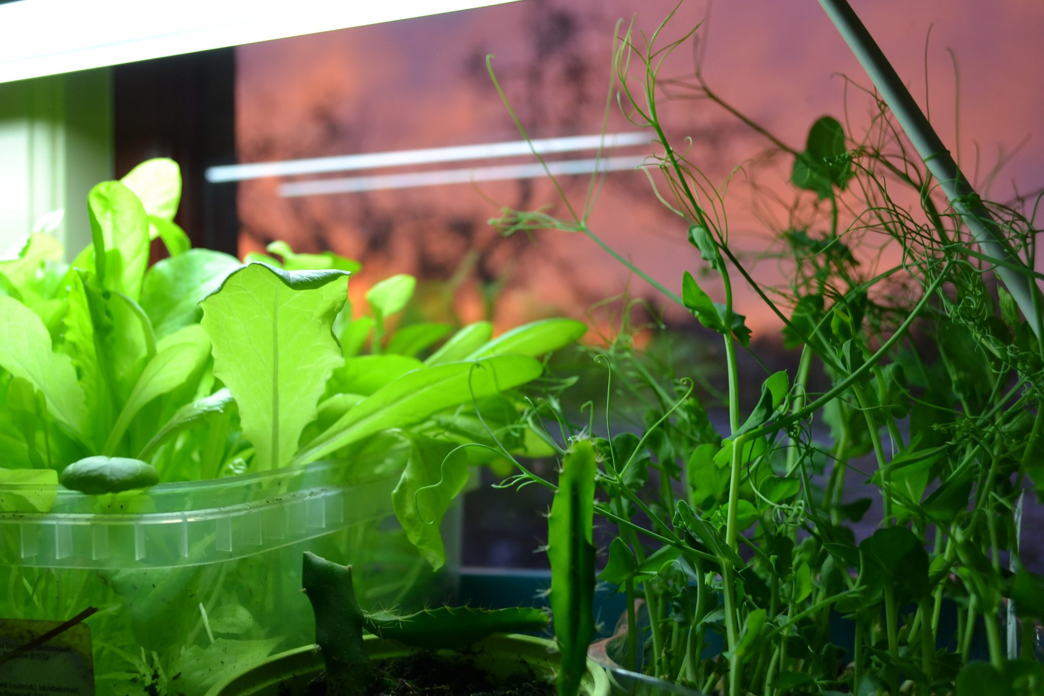 10 Vegetables You Can Grow Indoors Sara's Kitchen Garden