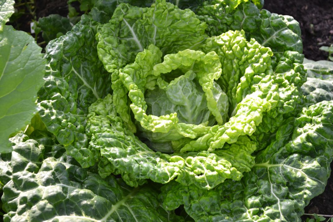 10 Cabbage Varieties and How To Use Them Sara s Kitchen Garden