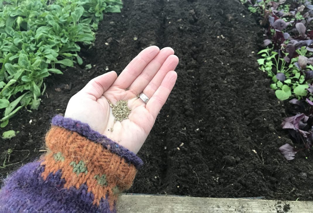 Early carrot sowing, seeds in a hand. 