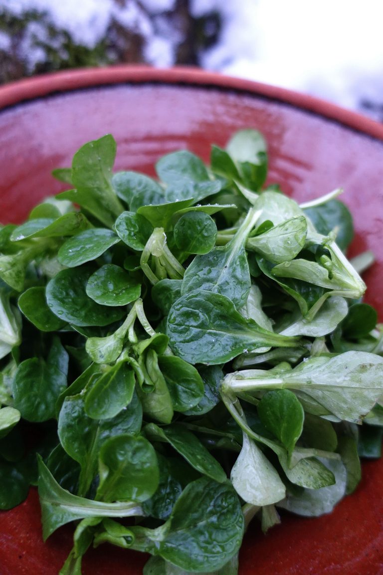 Lamb's lettuce The best greens of the season Sara Bäckmo