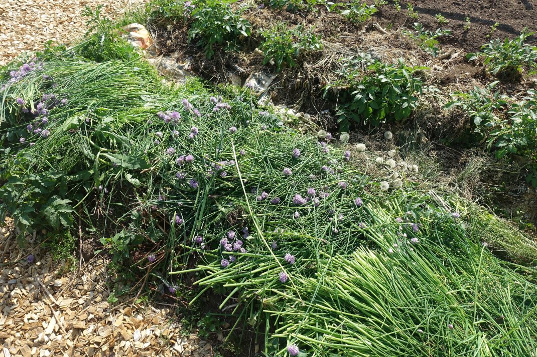 Tips for growing chives Letting them bloom Sara's Kitchen Garden