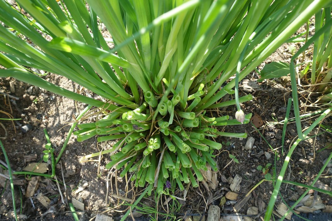 Tips for growing chives Letting them bloom Sara's Kitchen Garden