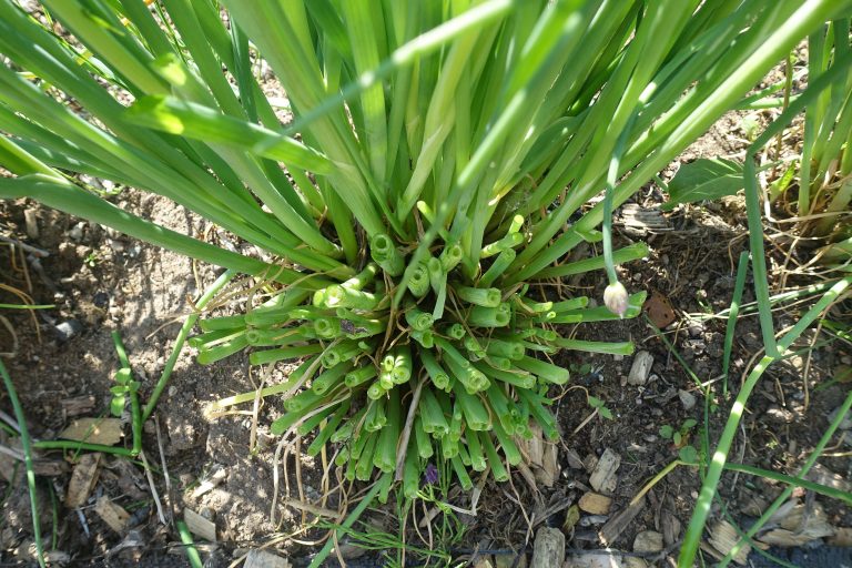 Tips for growing chives Letting them bloom Sara's Kitchen Garden