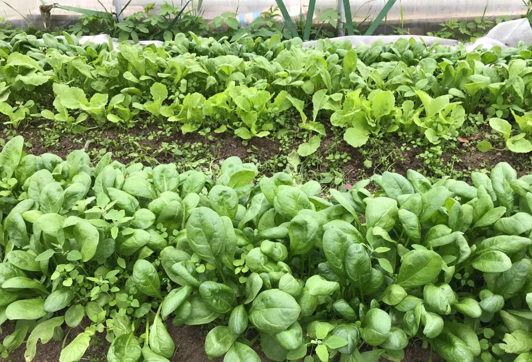 Olika gröna bladgrönsaker. A mix of leafy greens