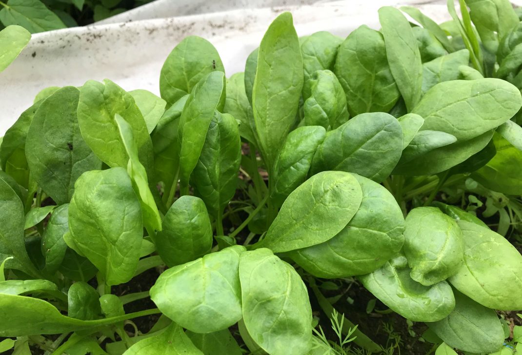 Närbild på frodiga gröna spenatblad. Close-up on spinach leaves 