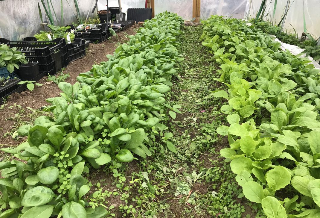 Täta mattor av röna blad i långa rader. Leafy greens in long rows.