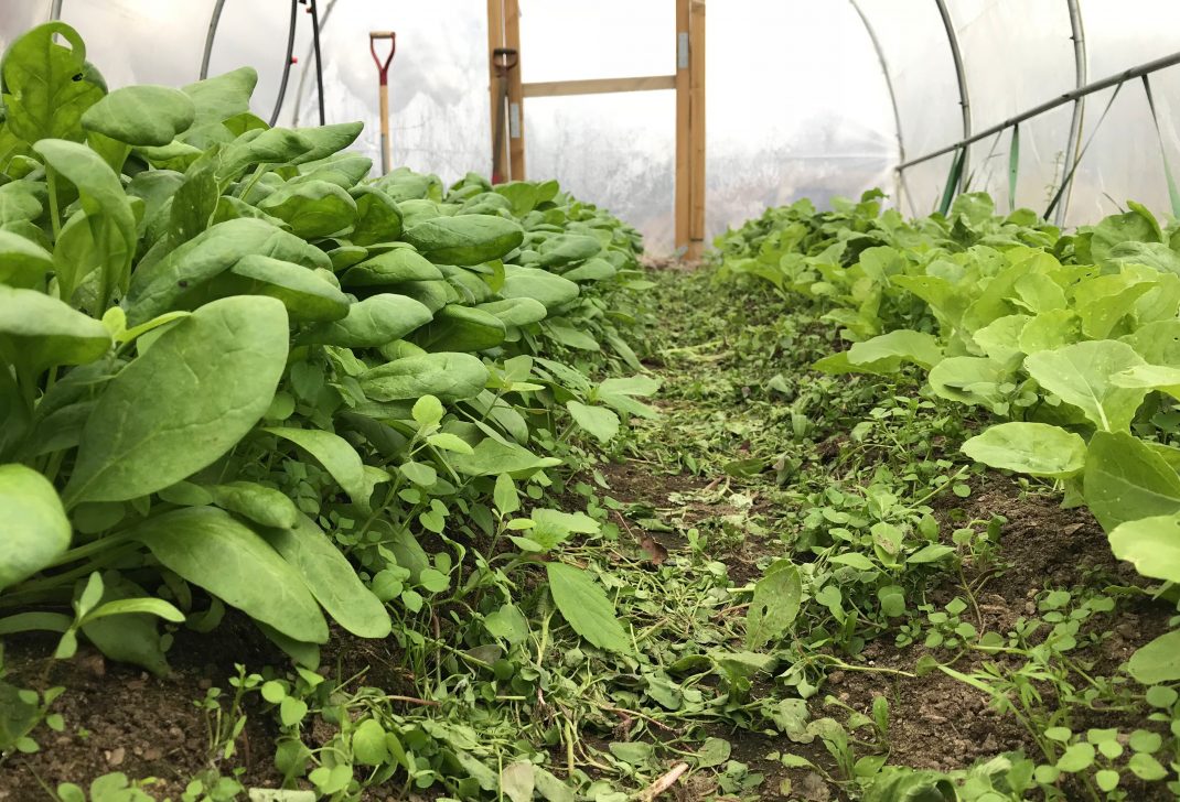 Bild tagen i lågt perspektiv på bladgrönsaker längs kanterna och en gång i mitten. Picture of leafy greens along the edges, and in a row in the middle.