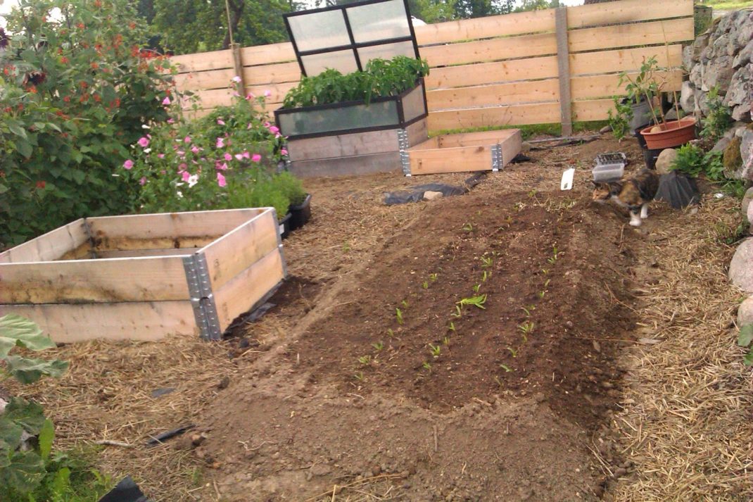 A raised bed with deep soil.