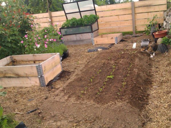 A raised bed with deep soil.