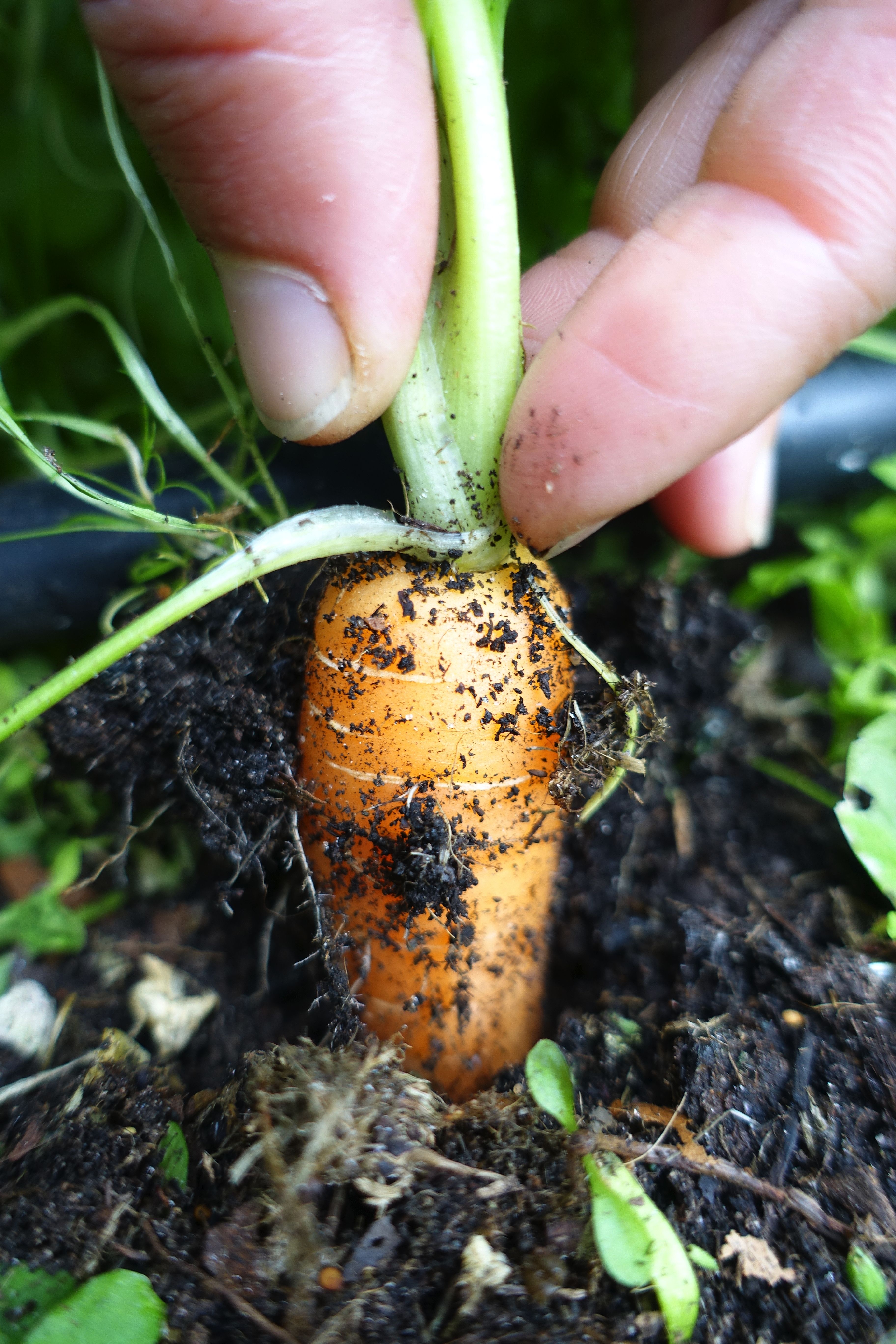 Två fingrar drar upp en fin morot ur svart jord. Harvesting carrots, pulling a carrot from the soil. 